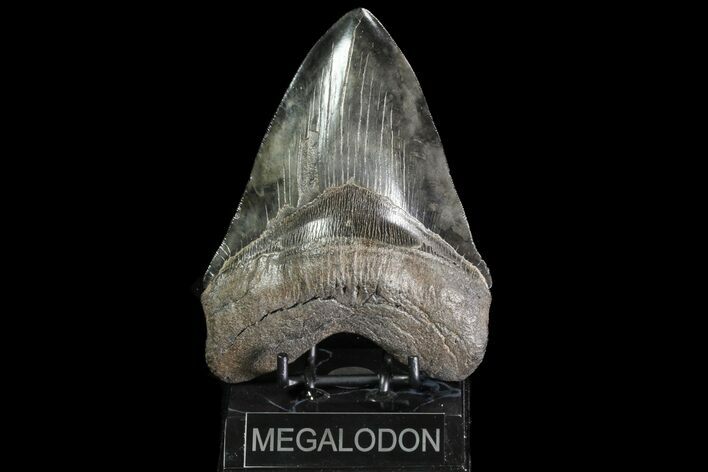 Huge, Fossil Megalodon Tooth - Georgia #75801